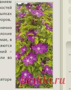 Черенкование клематисов