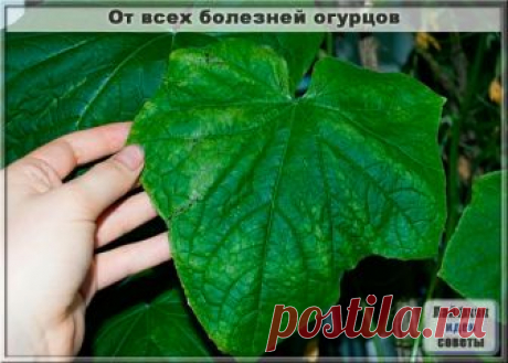 От всех болезней огурцов.

После появления всходов в фазе 3-4 листочков огурцы нужно обработать следующим составом:
в ведро воды добавить 30 капель йода, 20 г хозяйственного мыла и литр молока. 

Опрыскивание таким составом можно проводить примерно через каждые 10 дней: 14 июня, 26 июня, 7 июля, 19 июня, 1, 11, 25 августа и 7 сентября. 

Предохраняет от всей заболеваний!