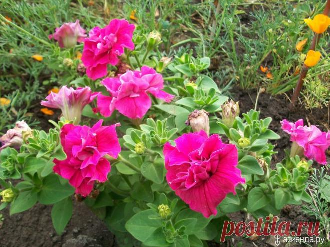 Петуния из черенков для клумбы будущего года (С дополнениями): Группа Клумбы и цветники