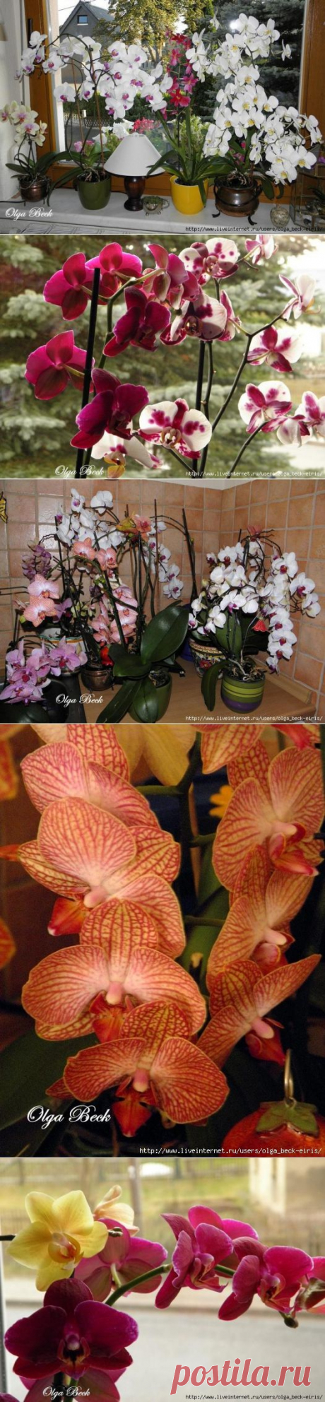 Орхидеи Phalaenopsis . Ошибки и опыт по уходу