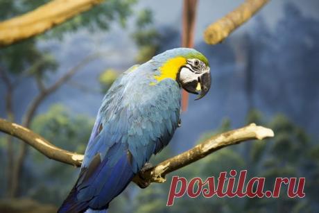 Говорящий попугай в США спас хозяев от пожара В американском штате Теннесси говорящий попугай Луи обнаружил в доме пожар и предупредил о нем хозяев. Птица несколько раз произнесла огонь, хотя до этого никогда не употребляла это слово. В Теннесси пожилую пару и их внучку разбудил ночью громкий крик их говорящего попугая Луи.…