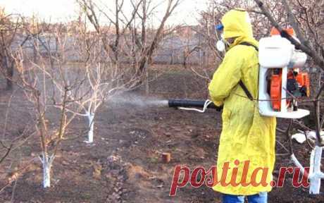 Как опрыскивать персики осенью: инструкция и растворы