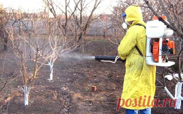 Как опрыскивать персики осенью: инструкция и растворы