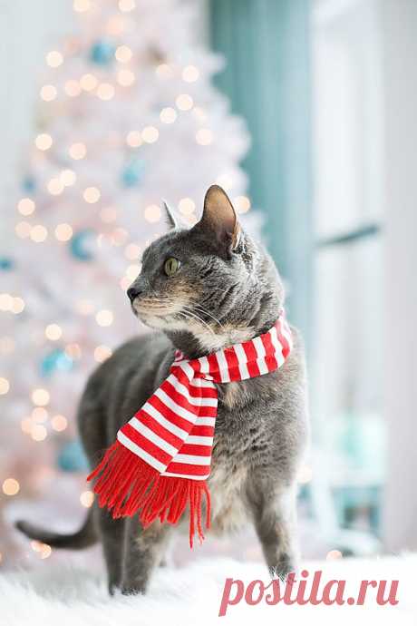 Merry Christmas. Love, the Cats. | Love and Olive Oil