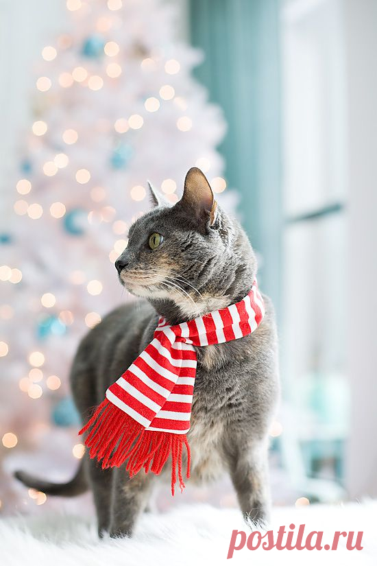 Merry Christmas. Love, the Cats. | Love and Olive Oil