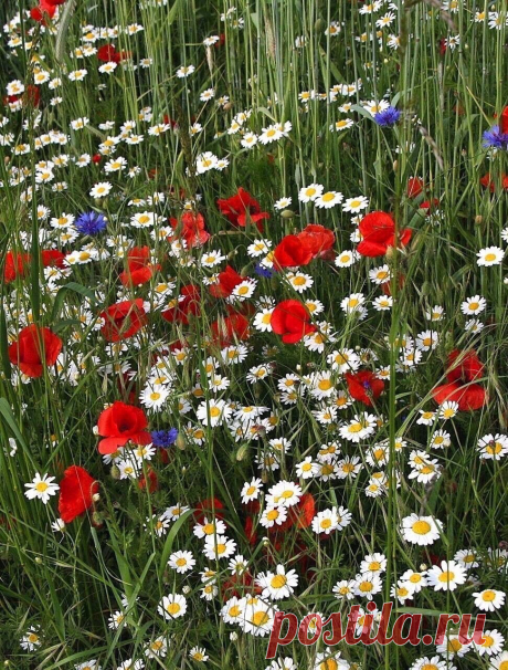 Надо увлекаться не красивой сказкой, а красивой реальностью. 
© Эльчин Сафарли