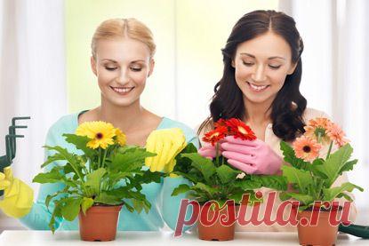 Топ-10 комнатных растений, которые привлекут в ваш дом любовь | Обустройство на topkvadrat.ru