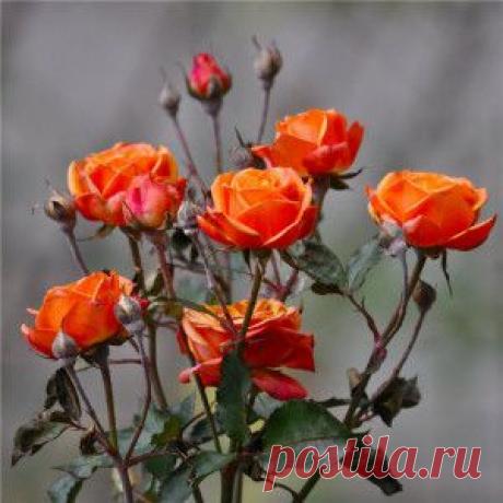 Классические спутники для розы