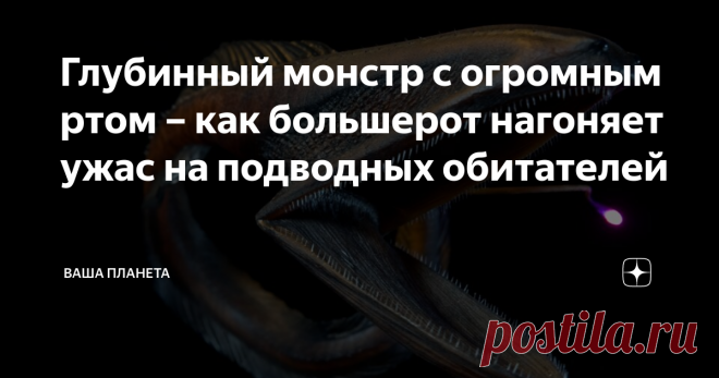 Глубинный монстр с огромным ртом – как большерот нагоняет ужас на подводных обитателей Обитатели глубин океана часто имеют такую причудливую внешность, что персонажи Лавкрафта в сравнении с ними – милые осьминожки. Именно таков большерот – рыба с внешностью угря и головой, напоминающей пеликанью. Фантастическая внешность За внешнее сходство с упомянутыми животными большерота часто называют пеликановидным угрём. Подобно пеликану, большерот имеет горловой мешок у нижней челю...