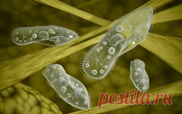 ИНФУЗОРИЯ-ТУФЕЛЬКА (PARAMECIUM CAUDATUM) | PortalBio