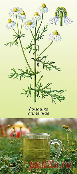 (+1) тема - О пользе ромашкового чая | ОГОРОД БЕЗ ХЛОПОТ
