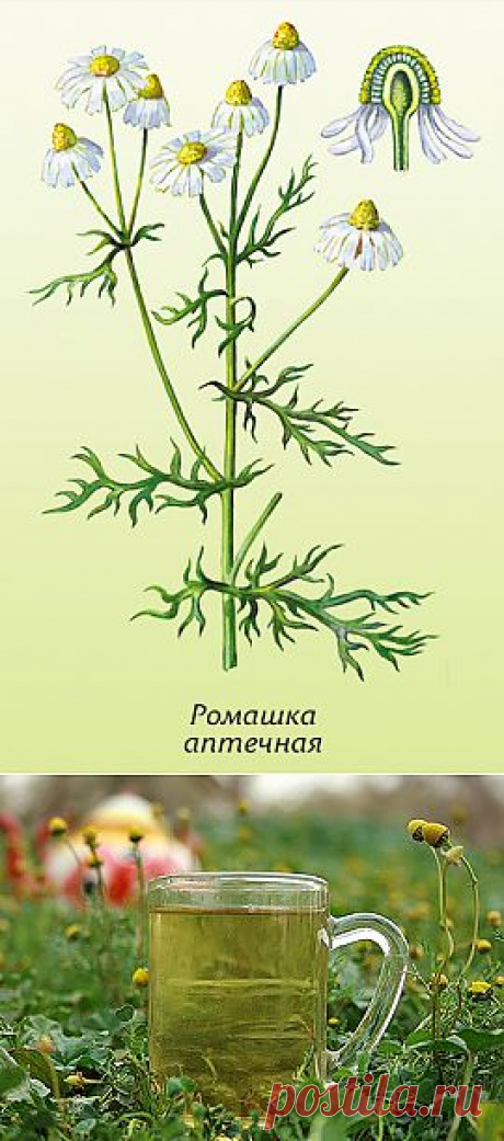 (+1) тема - О пользе ромашкового чая | ОГОРОД БЕЗ ХЛОПОТ