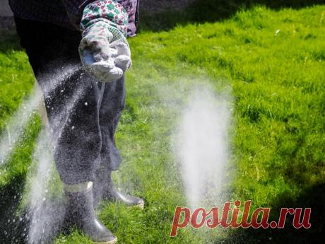 Доломитовая мука как удобрение — как и для чего ее используют на огородах
Добрый день, мой читатель. Доломитовая мука в последнее время стала очень востребована в сельском хозяйстве. Эта субстанция производится посредством мелкодисперсного дробления известняка доломита, богатого кальцием, который повышает кислотность почвы. Прежде чем пользоваться доломитовой мукой, нужно наладить баланс кальция...
Читай пост далее на сайте. Жми ⏫ссылку выше