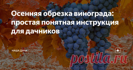 Осенняя обрезка винограда: простая понятная инструкция для дачников Современная селекция обладает большими возможностями: в настоящее время вырастить крупный, сладкий, вкусный виноград можно даже и в Подмосковье, и на Урале. Просто надо знать некоторые нюансы. Особенно начинающие виноградари «боятся» ежегодной сезонной обрезки лозы: дело это хлопотное и очень важное. От обрезки зависит, в прямом смысле, жизнь куста, а также количество и качество плодоношения.