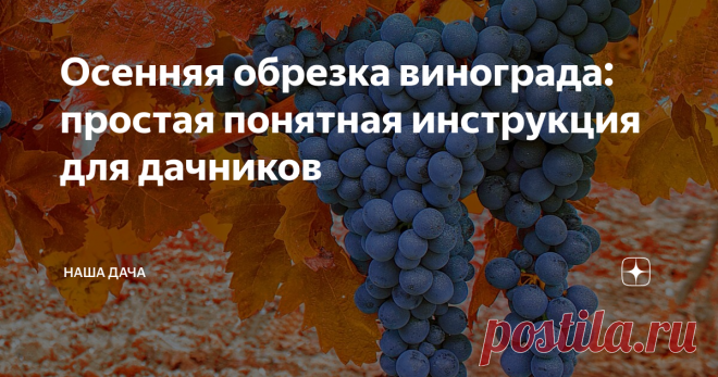 Осенняя обрезка винограда: простая понятная инструкция для дачников Современная селекция обладает большими возможностями: в настоящее время вырастить крупный, сладкий, вкусный виноград можно даже и в Подмосковье, и на Урале. Просто надо знать некоторые нюансы. Особенно начинающие виноградари «боятся» ежегодной сезонной обрезки лозы: дело это хлопотное и очень важное. От обрезки зависит, в прямом смысле, жизнь куста, а также количество и качество плодоношения.