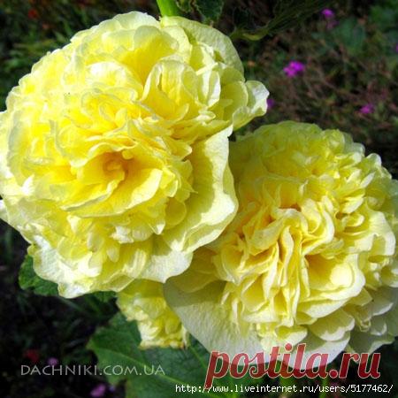 Шток роза она же мальва выращивание и уход.