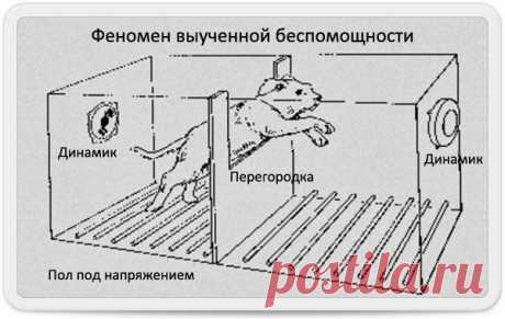 Феномен выученной беспомощности / Модное Настроение