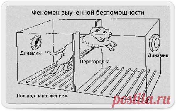 Феномен выученной беспомощности / Модное Настроение