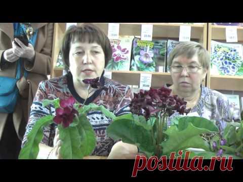 ДФ.Стрептокарпусы зимой. Е.Павлова
