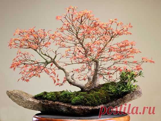 bonsai  |  Pinterest • Всемирный каталог идей