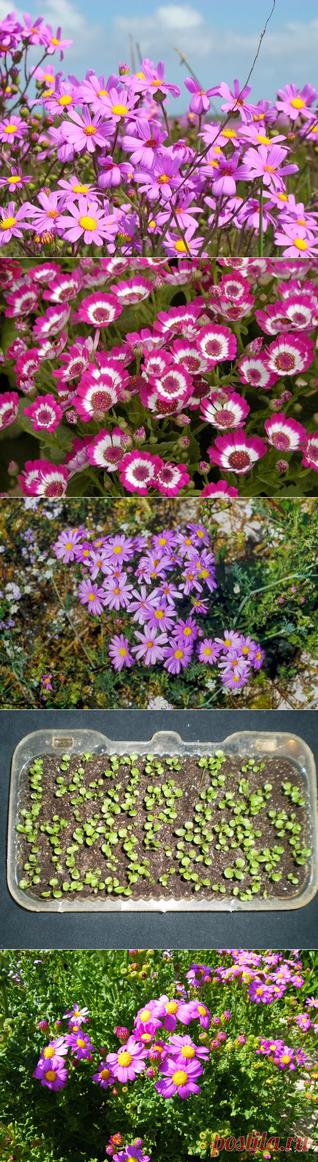 Крестовник изящный или цинерария изящная