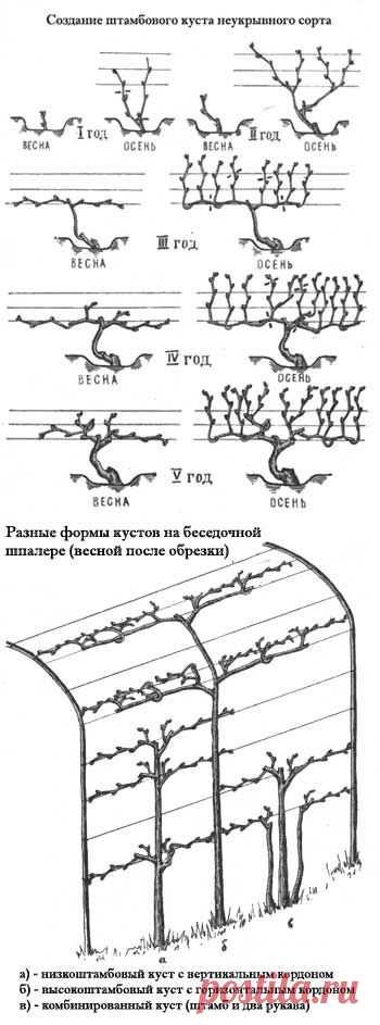 Формировка и обрезка винограда | ХитАгро.RU