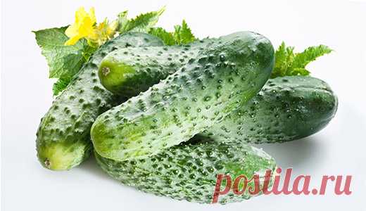 ТАЙНЫ ВЫРАЩИВАНИЯ ОГУРЦОВ