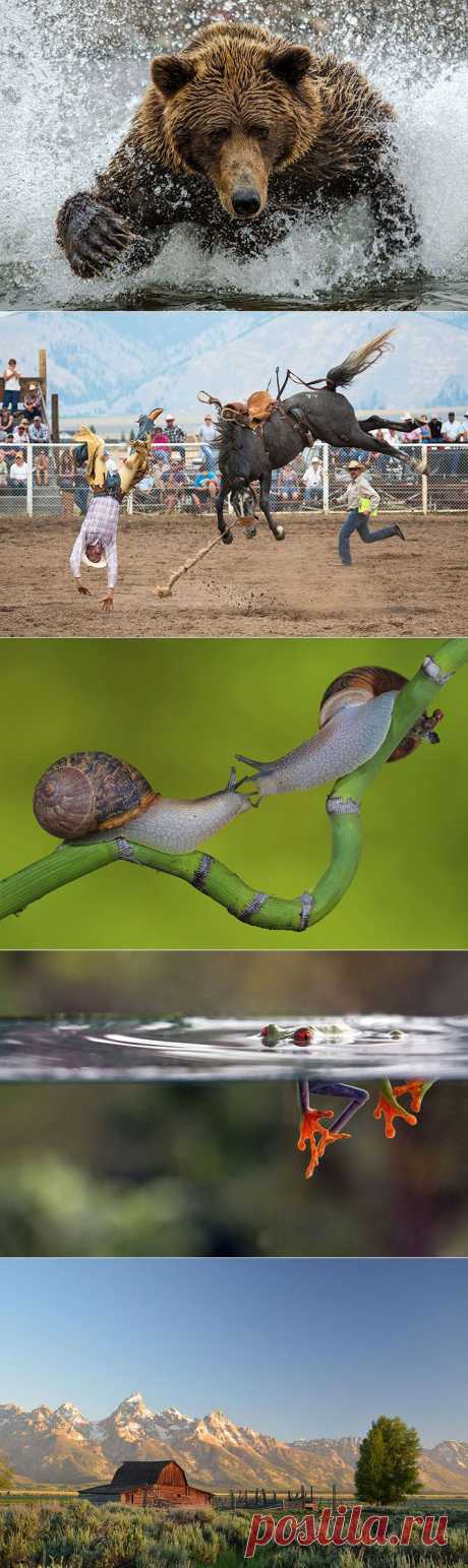 (+1) - Финалисты фотоконкурса Smithsonian Magazine (ФОТО) | САМЫЙ СОК!