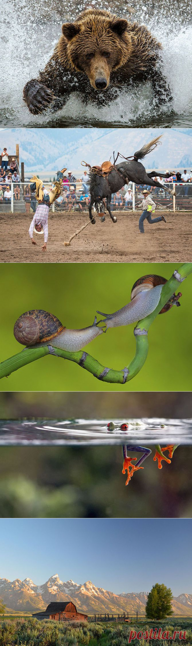 (+1) - Финалисты фотоконкурса Smithsonian Magazine (ФОТО) | САМЫЙ СОК!