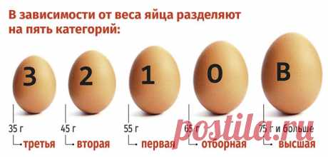 Сколько весит один куриный белок?