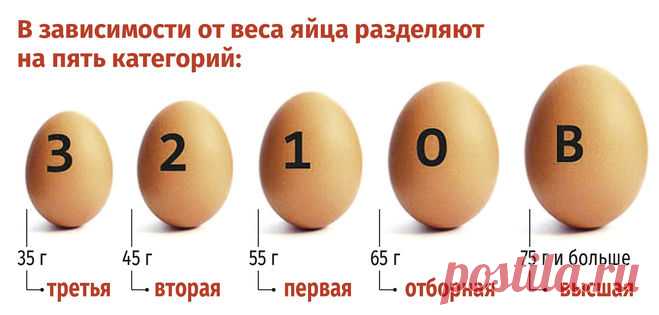 Сколько весит один куриный белок?