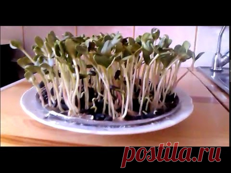 Проростки подсолнечника.Как проростить.