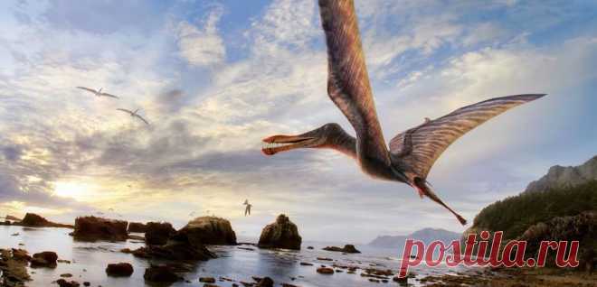 Крылатые из Арарипе: Птерозавры вымерли 66 миллионов лет назад, но и сегодня они остаются самыми загадочными существами, когда-либо жившими на Земле ...