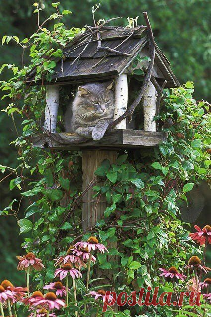 Great Home & Yard Idea's