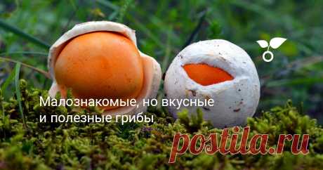 Малознакомые, но вкусные и полезные грибы Осень приближается, и грибная лихорадка тоже. На всех грибников известных грибов может и не хватить. О малоизвестных, но вкусных и полезных грибах расскажу в этой статье.