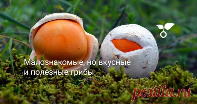 Малознакомые, но вкусные и полезные грибы Осень приближается, и грибная лихорадка тоже. На всех грибников известных грибов может и не хватить. О малоизвестных, но вкусных и полезных грибах расскажу в этой статье.
