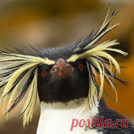 Photo by @DaisyGilardini // Northern Rockhopper penguins live on the remote islands of the Tristan da Cunha group in the South Atlantic. You can only imagine my excitement when a few days ago, during a visit to a Southern Rockhopper colony in the Falkland Islands, I bumped into this beautiful penguin.