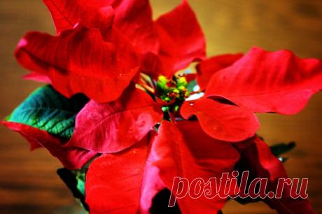 Рождественская звезда, или Пуансеттия - Ботаничка.ru