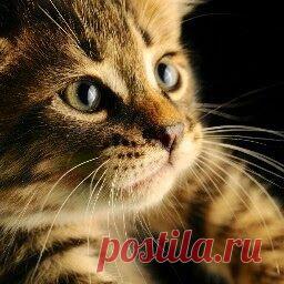 Ирина Ермаков (irkin18150550) — профиль Посмотрите, что нашел пользователь Ирина Ермаков (irkin18150550) на Pinterest — самой большой в мире коллекции идей.