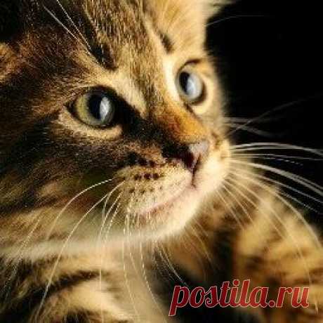 Ирина Ермаков (irkin18150550) — профиль Посмотрите, что нашел пользователь Ирина Ермаков (irkin18150550) на Pinterest — самой большой в мире коллекции идей.