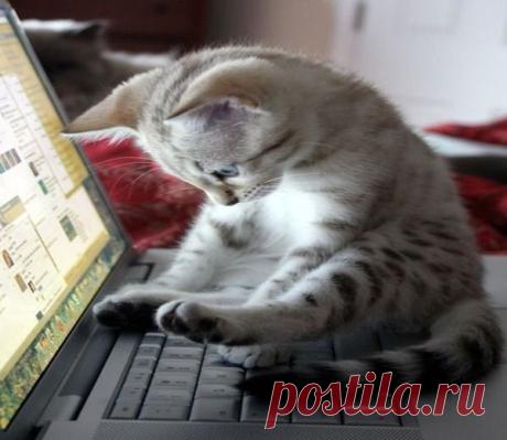 One more follower and I'll go to sleep! | Funny cats