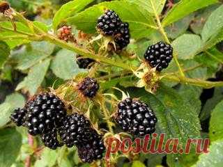 Используем кофе как удобрение для огорода