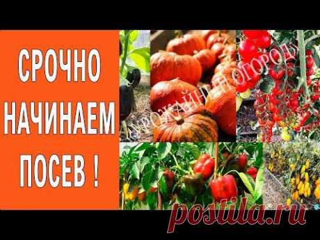 ГЛАВНАЯ ПОДГОТОВКА К ПОСАДКЕ!ЧТО ПОСЕЯТЬ В ФЕВРАЛЕ НА РАССАДУ!ОВОЩИ ЦВЕТЫ!