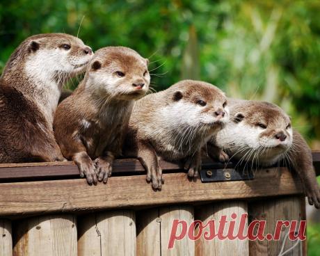 Выдры