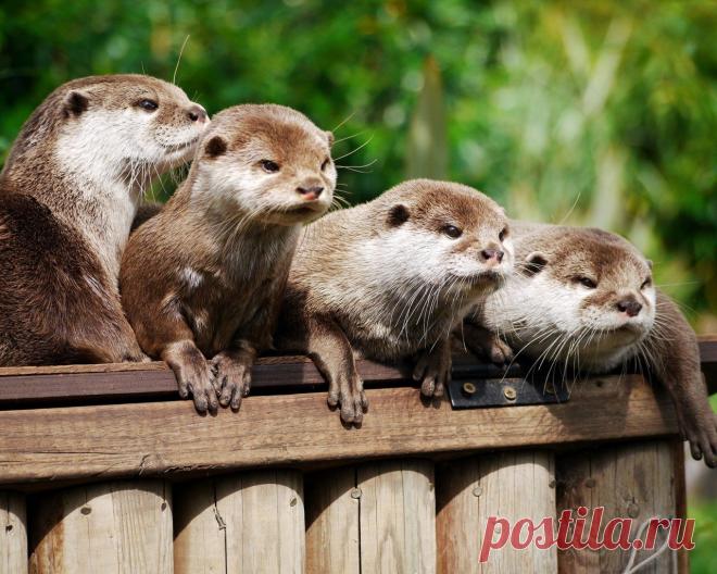 Выдры