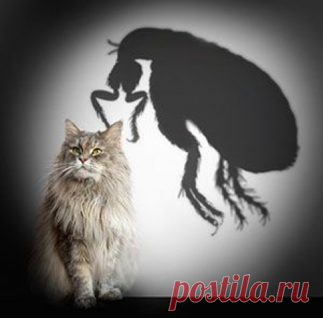 Гемоплазмоз – кто может «поселиться» в крови ваших питомцев? - Форесто®