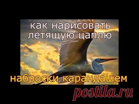 как нарисовать летящую ПТИЦУ( цаплю(набросок)