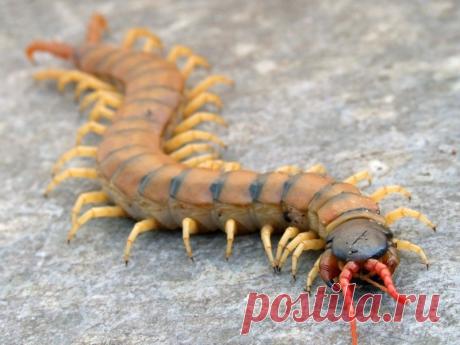 Животные и растения, способных причинить очень сильную боль (10 фото) | Чёрт побери Природа прекрасна, не правда ли? Она не только снабжает нас пищей и водой, но множеством дивных мест, которые можно посетить, и замечательных существ, на которых можно полюбоваться… Но, разумеется, иногда картина не столь радужна. Некоторые животные и растения способны причинить человеку поистине адскую боль, испортив всё впечатление от красот природы У нас крайне мало шансов столкнуться с ...