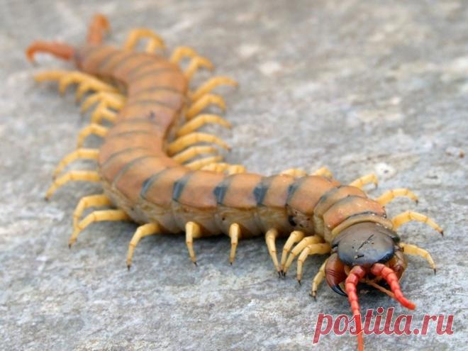 Животные и растения, способных причинить очень сильную боль (10 фото) | Чёрт побери Природа прекрасна, не правда ли? Она не только снабжает нас пищей и водой, но множеством дивных мест, которые можно посетить, и замечательных существ, на которых можно полюбоваться… Но, разумеется, иногда картина не столь радужна. Некоторые животные и растения способны причинить человеку поистине адскую боль, испортив всё впечатление от красот природы У нас крайне мало шансов столкнуться с ...