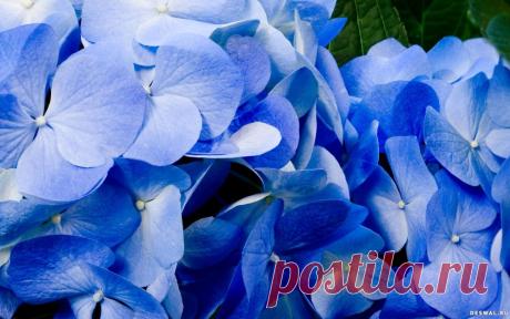 Фиалки обои на рабочий стол
